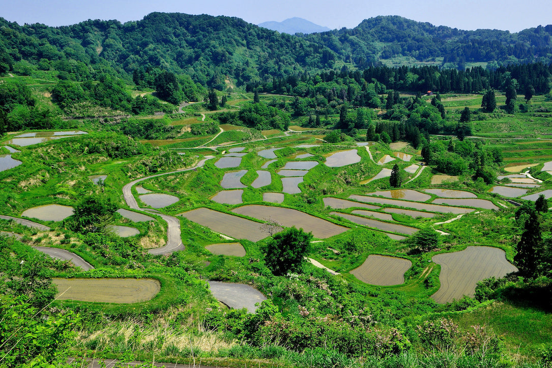 新潟県十日町市にある星峠の棚田