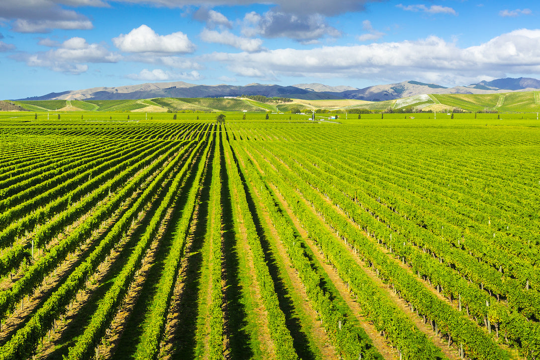 ニュージーランド、マールボロ地方で広がるブドウ園