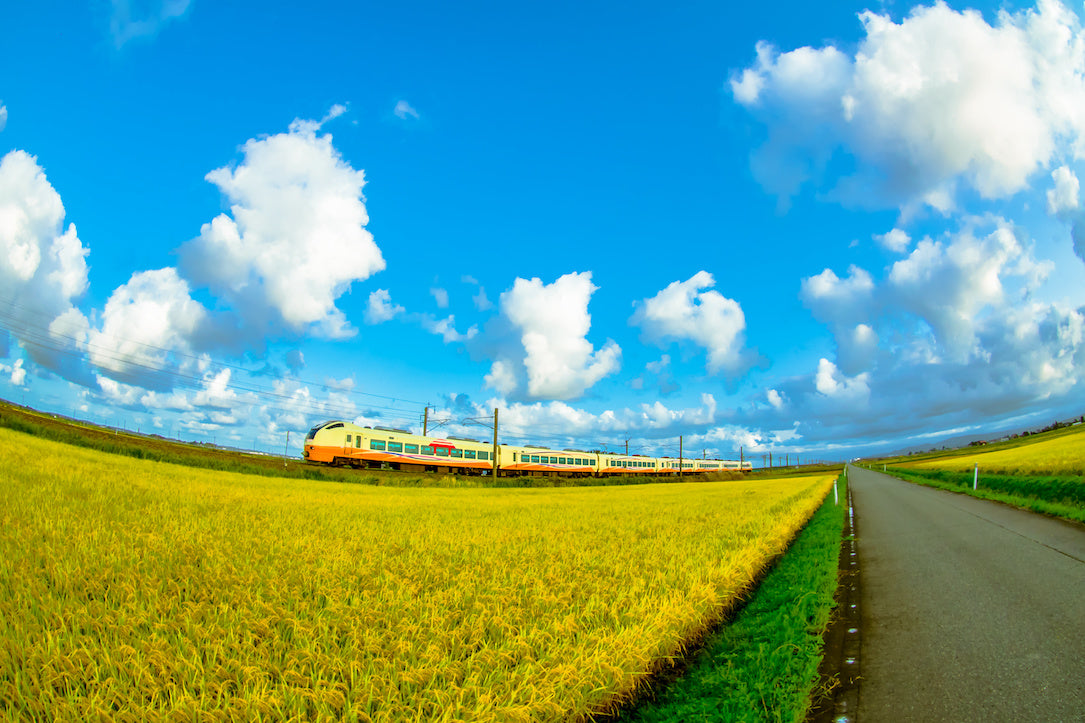 稲穂を駆ける特急列車いなほ号