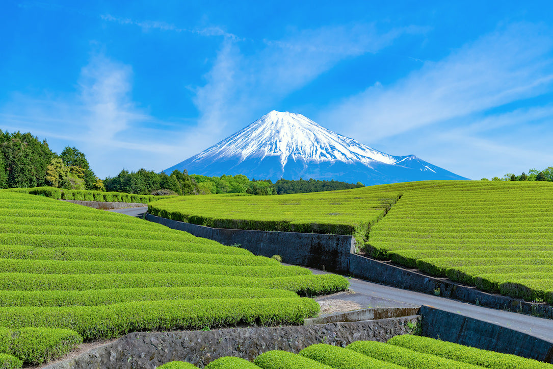 茶畑と富士山